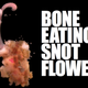 Illustration for article titled This phlegmy worm feeds on the bones of the dead (whales)